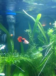 Hi, ich wollte fragen ob endler guppys guppy babys(von den standard guppys) fressen. Guppy Poecilia Reticulata Und Endlers Guppy Poecilia Wingei