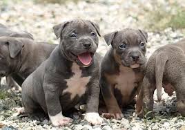 Unfortunately, the pitbull terrier has a bad reputation as being a fighting dog, this is much more to do with the owner rather than the breed, however extreme caution is suggested if you are looking at purchasing a. Muglestons Pitbull Farm Breeders Of Large Ameican Pit Bulls