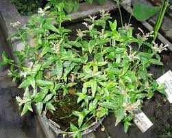 Image result for Floscopa leiothyrsa