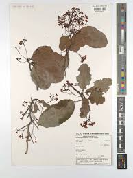 Image result for Putterlickia