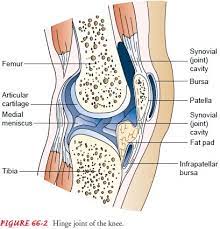 Structure And Function Of The Articular System