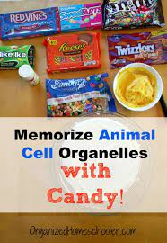 We did not find results for: How To Make An Animal Cell Cake In 10 Steps The Organized Homeschooler