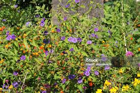 Image result for Lycianthes rantonnetii