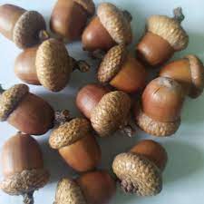Different Size Natural Acorns With Caps Rustic Decor Christmas Etsy Acorn Sustainable Christmas Decorations Acorn Decorations