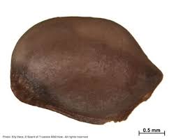 Image result for Grewia rugosifolia