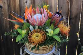 Image result for Protea micans