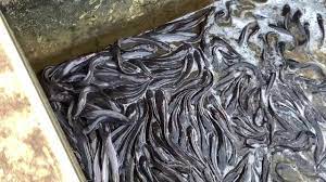Catfish Farming At Home - Catfish Farming In Pond - Catfish Farming In  Small Pond || Fish Farming - Youtube