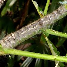 Image result for Streblochaete