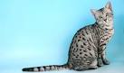 Egyptian Mau Cat — Full Profile, History, and Care