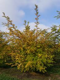 Image result for Zanthoxylum