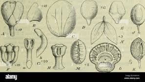 Image result for Chasmanthera