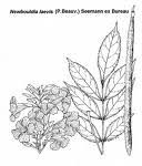 Image result for Chasmanthera dependens