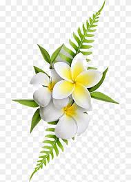 White and yellow flowers bali. Yellow Egg Flower Yellow Flowers Plant Material Png Pngwing