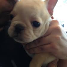 With a lage selection of puppies for sale, all about puppies is a family owned, run, and oriented, top of the line, puppy store. All About Puppies Bloomingdale Ridge Brandon Fl
