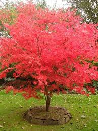 Fireglow Upright Red Japanese Maple Live Plant 2 Gallon Etsy In 2020 Plants Live Plants Japanese Maple