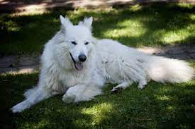 2 white (1 boy & 1 girl), 1 black boy and 1 grey blue boy. Are White German Shepherds Purebred Myths Vs Reality World Of Dogz