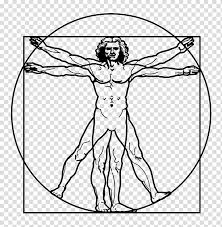 Male human anatomy vector diagram. Vitruvian Man Drawing Renaissance Art Others Transparent Background Png Clipart Hiclipart