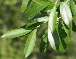 Image result for Catha edulis