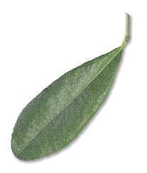 Image result for Chamaeclitandra