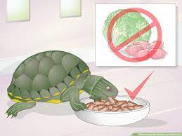 How to Apply Medication to a Turtle's Eyes: 10 Steps