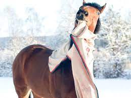 Also ihr seht es kommt auf die haltungsform und auf das training an ob ich schere und ob ich eindecke oder nicht. Die 8 Mythen Uber Pferdedecken 4my Horse