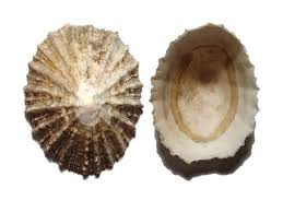 Limpet Patellidae Scutellastra Peronii Blainville 1825 Aboriginal Shell Midden Gweagal Clan Tharawal Tribe Boat Harbour Kurnell Nsw 5 6g Caracoles