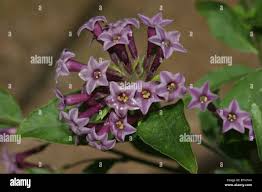 Image result for Cestrum × cultum