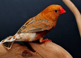 Grey Bird With Orange Wings Zebra Finch Ob Bb Bf Gray Ali Alquraini Flickr Zebra Finch Finch Zebra