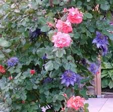 For clematis vitalba (lianas plant, like the grapevine). Hubdach Selber Bauen Clematis Sortenliste