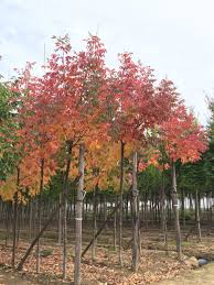 Image result for Fraxinus americana