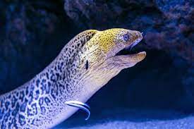 Aquatic Instagram Captions For Photos Of The Aquarium