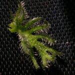 Image result for Tragia glabrata