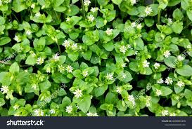 Image result for Stellaria