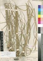 Image result for Setaria longiseta