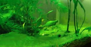 Black Algae In Fish Tank How To Get Rid Of It Removing Cyanobacteria From The Aquarium Aquarium Algae Fish Tank Aquarium