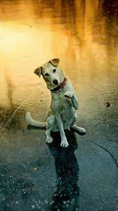 We did not find results for: Dog Iphone 8 7 6s 6 For Parallax Wallpapers Hd Desktop Backgrounds 938x1668 Images And Pictures