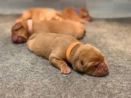 Fox Red Lab Puppies Three Days Old Balsam Branch Kennel Wisconsin Minnesota Puppies For Sale Roxy Okie Red Lab Puppies Lab Puppies Cute Puppies