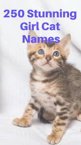 250 Stunning Girl Cat Names Girl Cat Names Cute Cat Names Cute Cat Names Girls