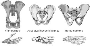 Early Hominin Evolution Analysis Of Early Hominids