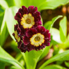 Image result for Primula x pubescens