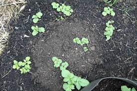 In order to plant potatoes properly, you need to understand how the. American Indian Health Potato Garden