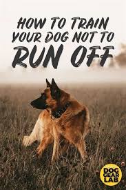Dog Training Harness No Pull Front Lead Dog Training Yard Flags In Home Dog Training 22192 Houston Obedience Dog Training In 2020 Training Your Dog Dog Training