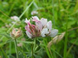Nelle nostre schede potrete leggere tante curiosità e consigli riguardanti le diverse varietà di vegetazione spontanea che sviluppano fiori dal colore bianco; Fiori Bianchi Orto Spontanee Coltivazione Degli Asparagi Coltivare Orto Erba Calenzuola Erba Spontanea A Marzo Erba Tossica Erba Verdona Fiore Verde Latte Della Donna Pazza Lattice Irritante Madwoman S
