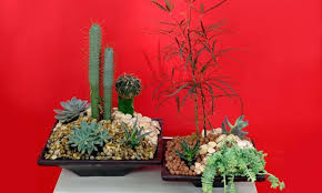 Que sea suelto, aireado, poroso. Centro De Mesa Con Plantas Crasas Decogarden