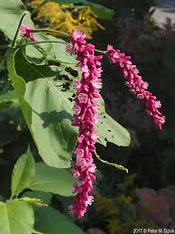 Image result for Berlinia orientalis