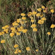 Image result for Helichrysum nitens