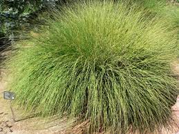 Ornamental grasses are popular in many colder hardiness zones for their resilience to cold temperatures and aesthetic value throughout. Muhlenbergia Rigens Wikipedia