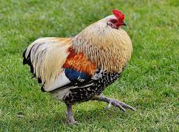 Free Image On Pixabay Hahn Pride Bill Beautiful Chicken Poster Cute Animal Pictures Chicken Breeds