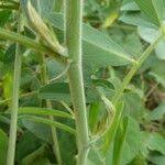 Image result for Tephrosia noctiflora