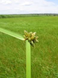 Image result for Schoenoplectiella juncea